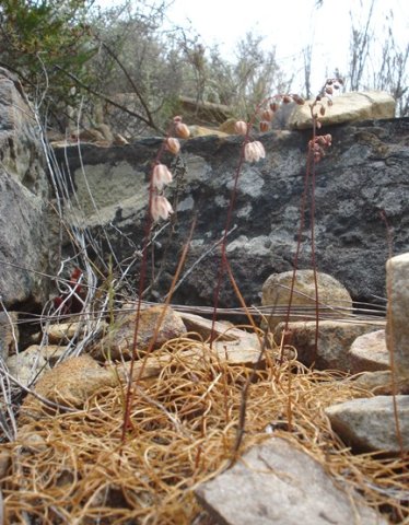 Drimia convallarioides